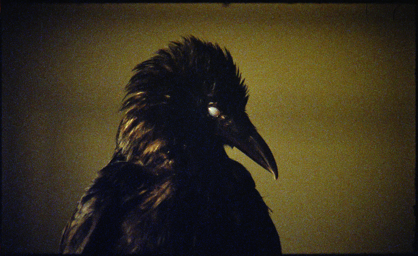 Crows Are People That Did Bad Things