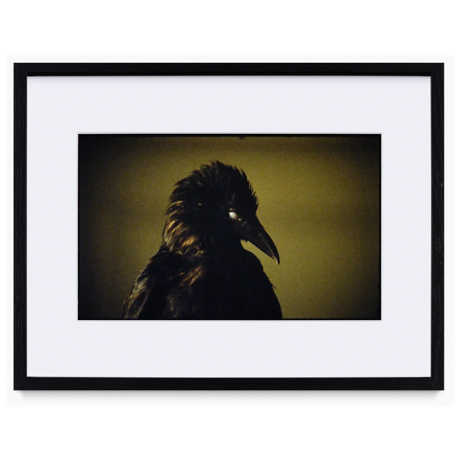 Crows Are People That Did Bad Things SIMNETT crows-are-people-that-did-bad-things-simnett